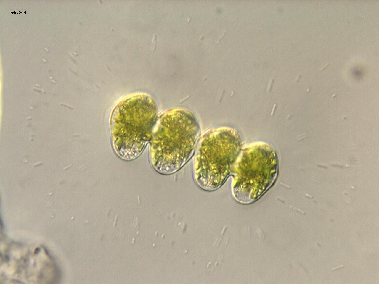 Cosmarium